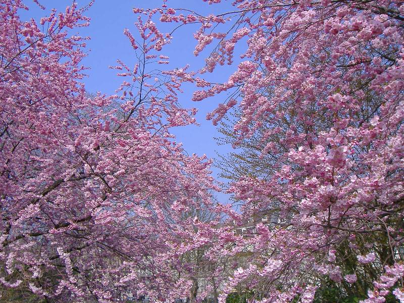 Fruehling in Baden Baden (11) 